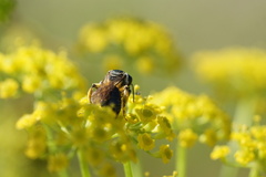 Andrena nuda