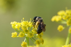 Andrena nuda
