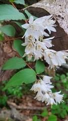 Deutzia pulchra