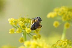 Andrena nuda