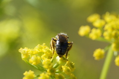 Andrena nuda