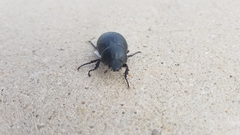 Phyllophaga cribrosa