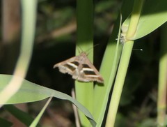 Grammodes bifasciata