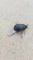 Phyllophaga cribrosa