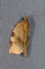 Choristoneura hebenstreitella