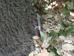 Podarcis muralis