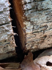 Dolichoderus plagiatus