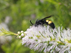 Scolia hirta