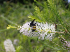 Scolia hirta