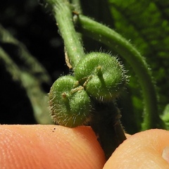 Celticecis celtiphyllia