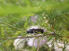 Scolia hirta