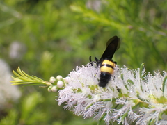 Scolia hirta