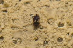 Hydroglyphus geminus