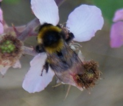 Bombus ruderatus
