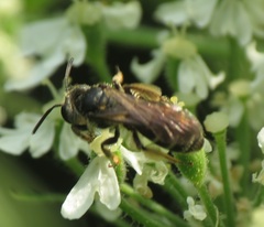 Andrena nasonii