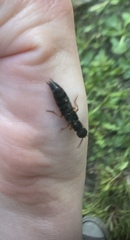 Dinothenarus badipes