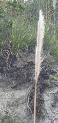 Cortaderia nitida