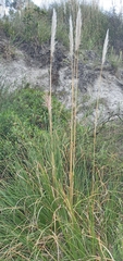 Cortaderia nitida