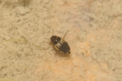 Hydroglyphus geminus