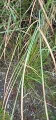 Cortaderia nitida