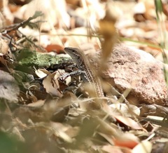 Aspidoscelis exsanguis