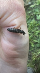 Dinothenarus badipes