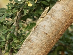 Sceloporus melanorhinus