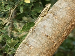 Sceloporus melanorhinus