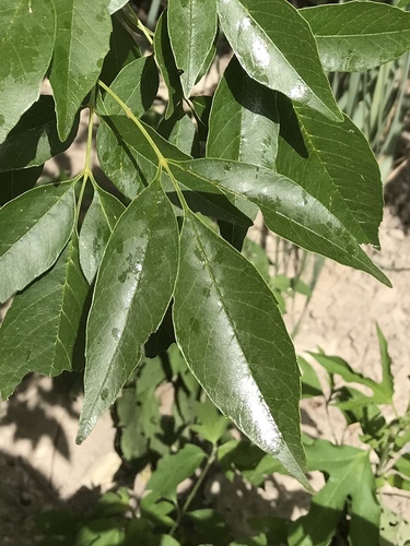 Fraxinus berlandieriana