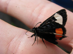 Psychomorpha epimenis