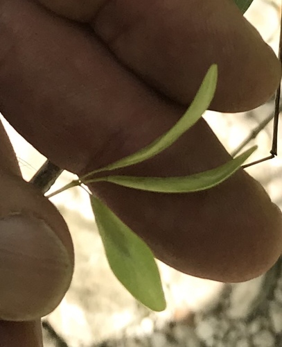 Fraxinus berlandieriana