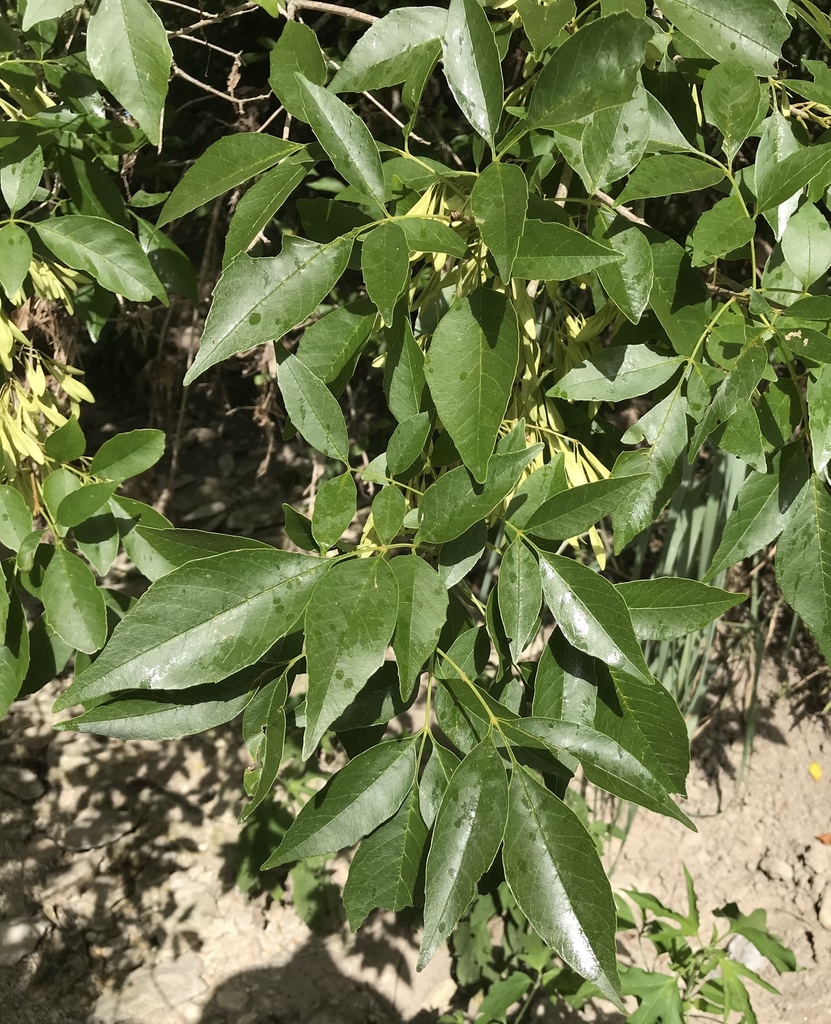 Fraxinus berlandieriana, Walnut Creek Metropolitan Park, Austin, TX, US