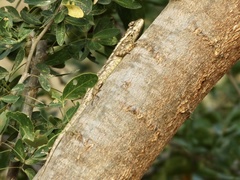 Sceloporus melanorhinus