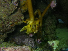 Eisenia arborea