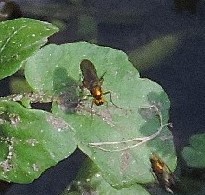 Poecilobothrus nobilitatus