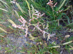 Limonium emarginatum