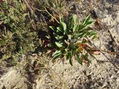 Limonium emarginatum