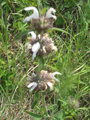 Monarda clinopodioides