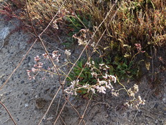 Limonium emarginatum