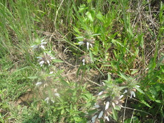 Monarda clinopodioides