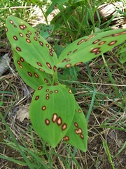 Phyllosticta convallariae