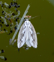 Ethmia semitenebrella