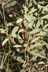 Hakea ambigua