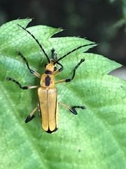 Chauliognathus cinguliventris