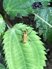 Chauliognathus cinguliventris