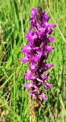 Dactylorhiza elata
