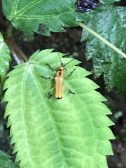 Chauliognathus cinguliventris