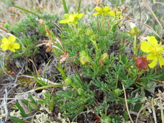 Potentilla biflora