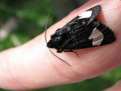 Psychomorpha epimenis