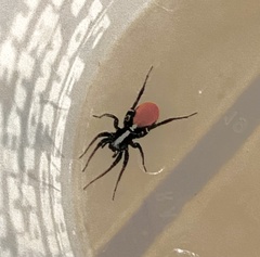 Castianeira occidens